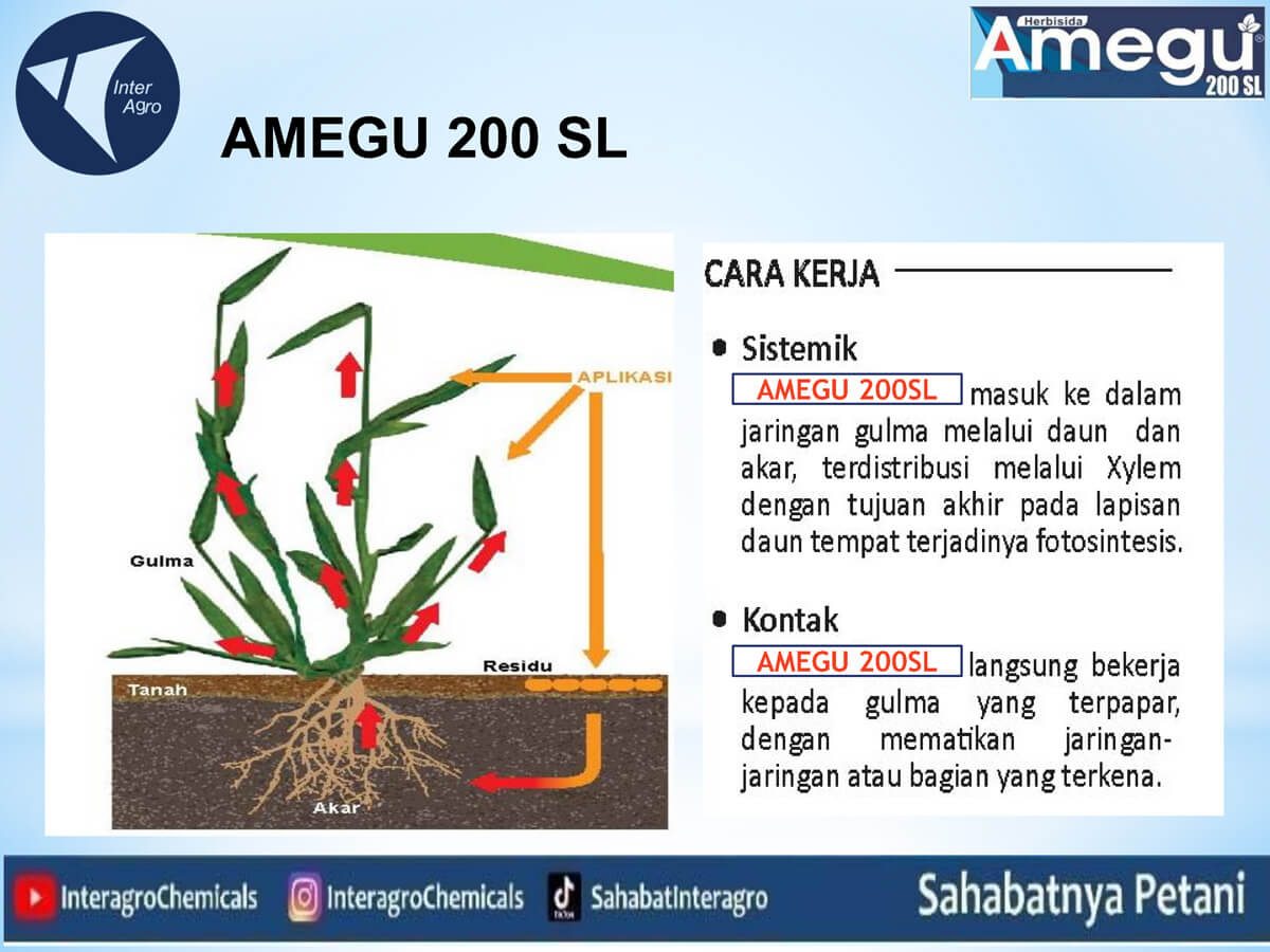 1. Amegu 200 Slpng Page3