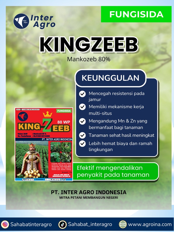 13. Kingzeep