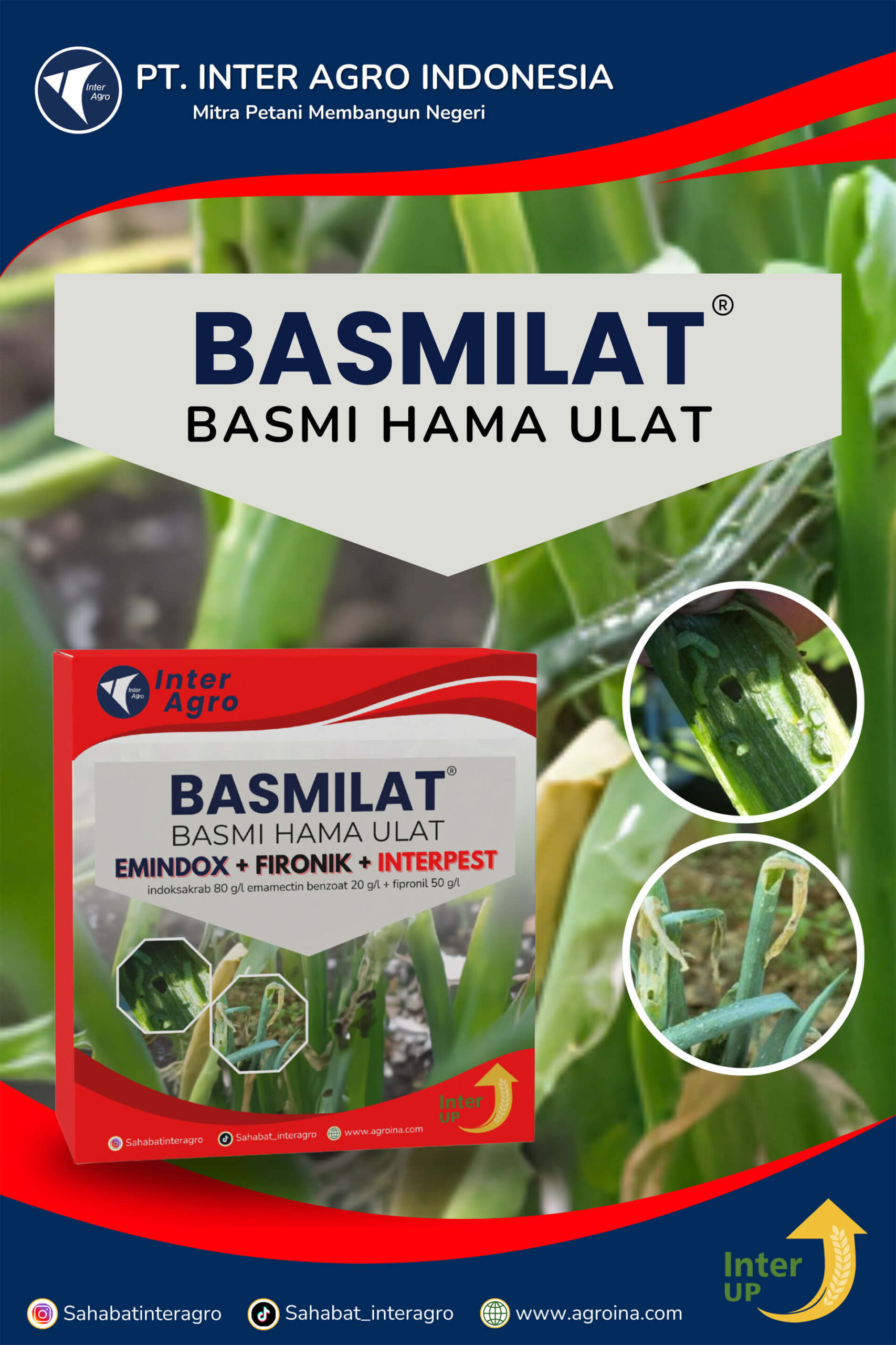 2.1 Paket Basmilat Shallot 副本