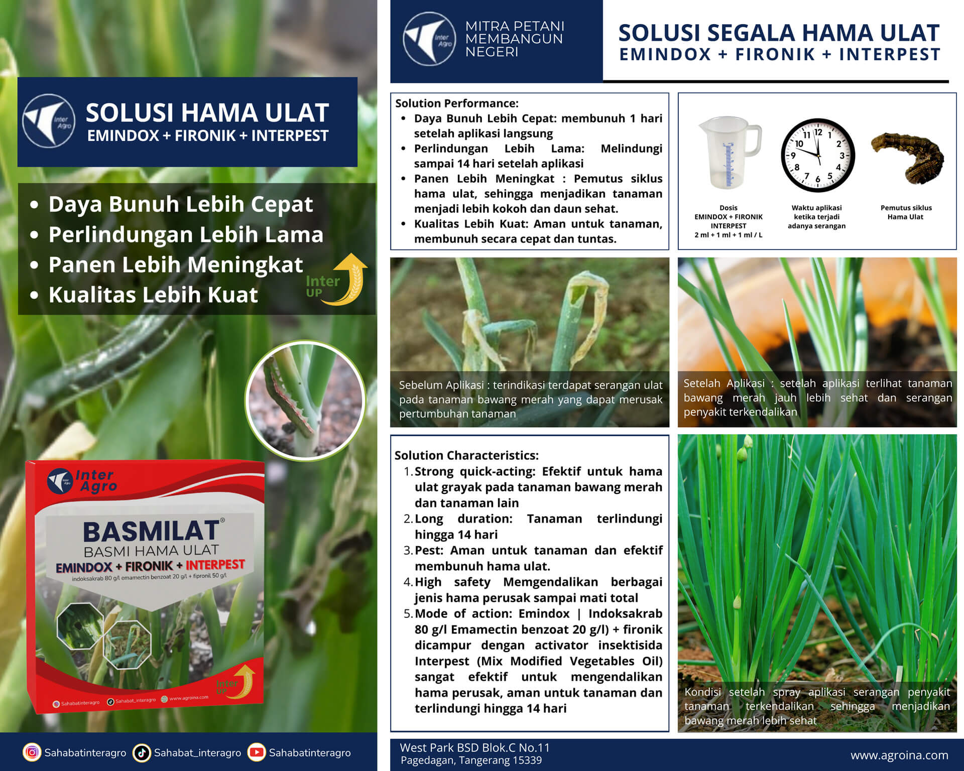 2.2 Bawang Merah Bismilat