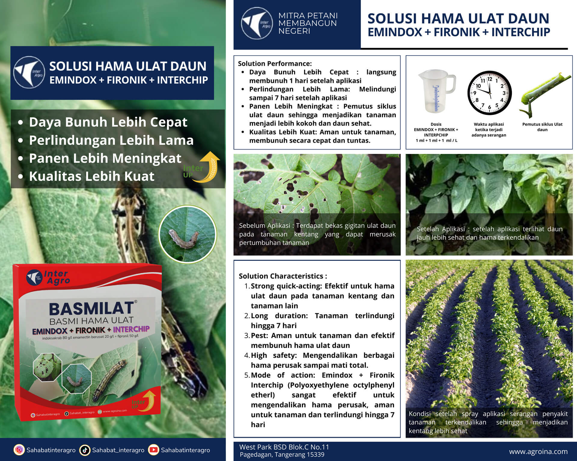 2.2 Kentang Hama Ulat Daun Emindox+fironik+interpest