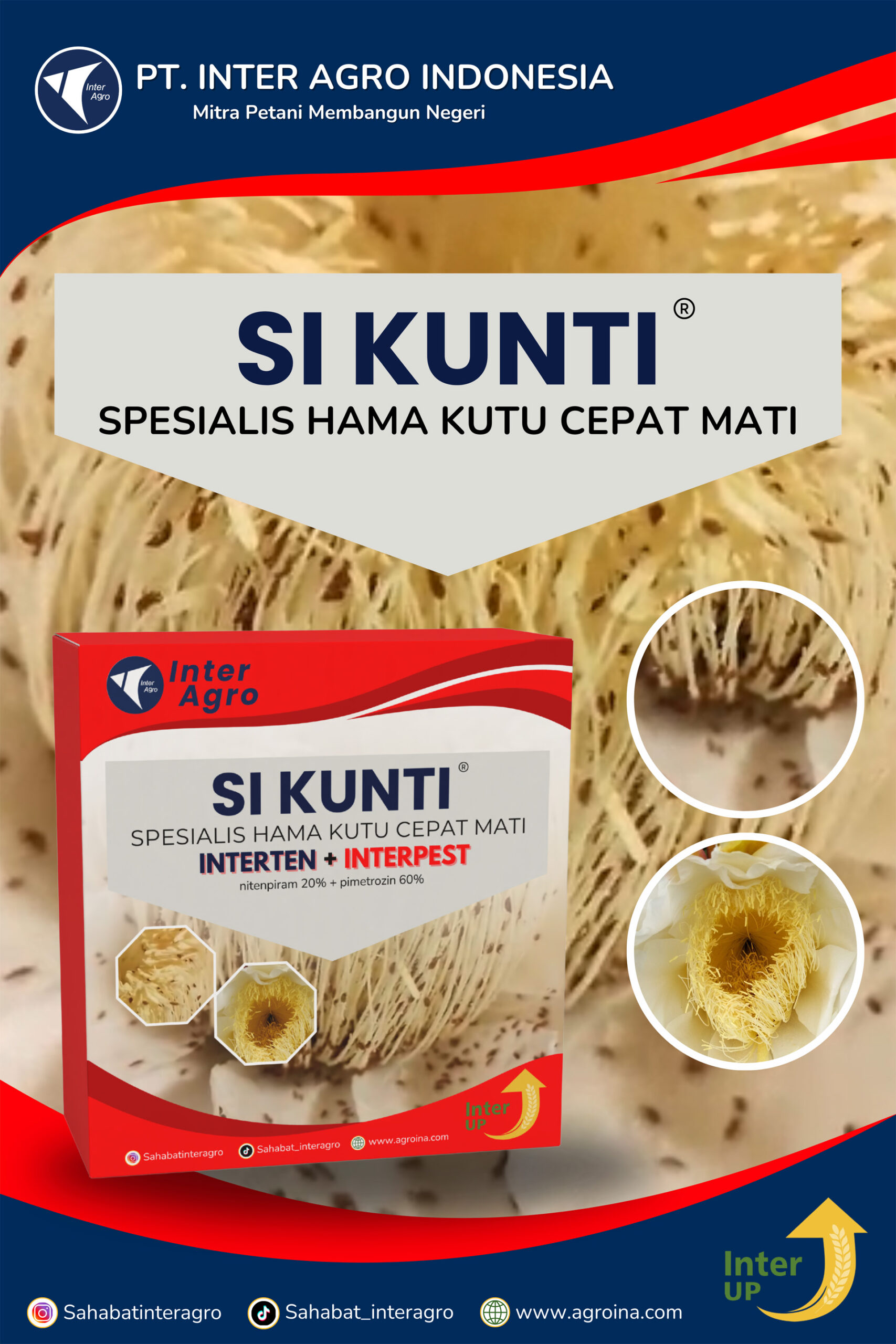 3.1 Paket Si Kunti Buah Naga 副本