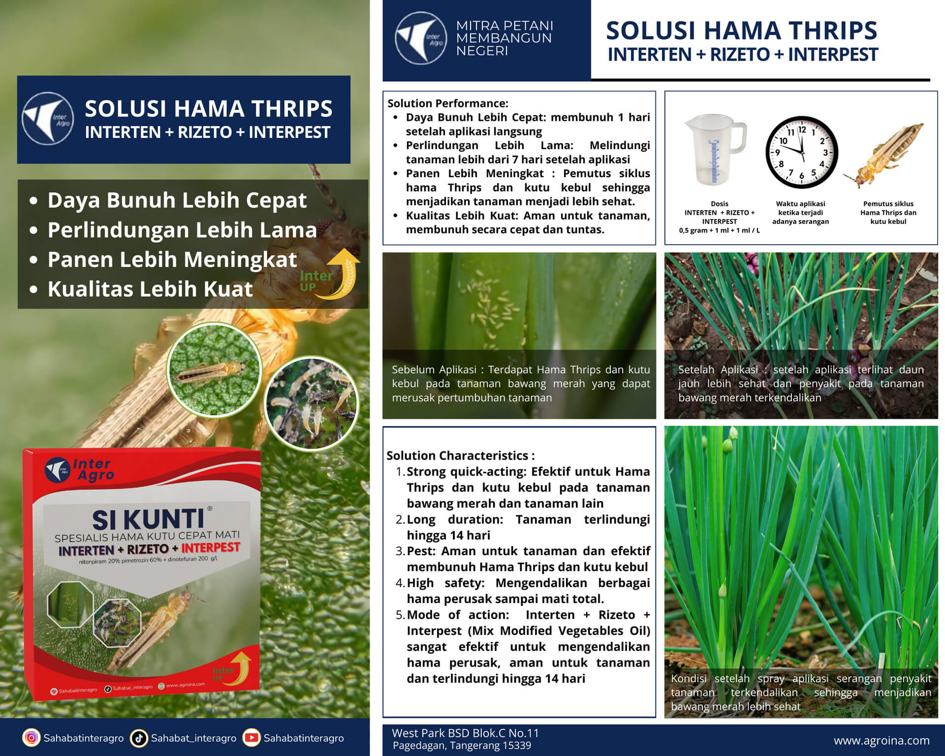 3.2 Bawang Merah Sikunti
