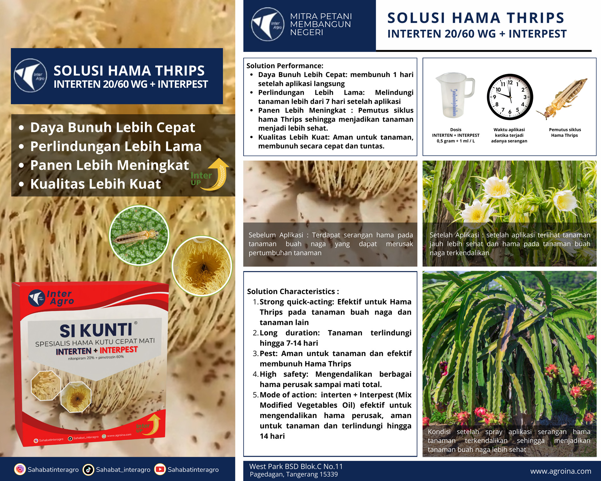 3.2 Buah Naga Hama Thrips Interten+interpest