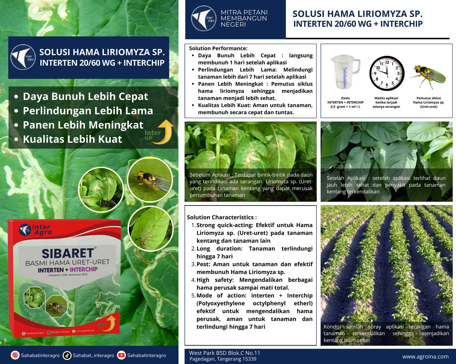3.2 Kentang Hama Liriomyza Interten+interpest