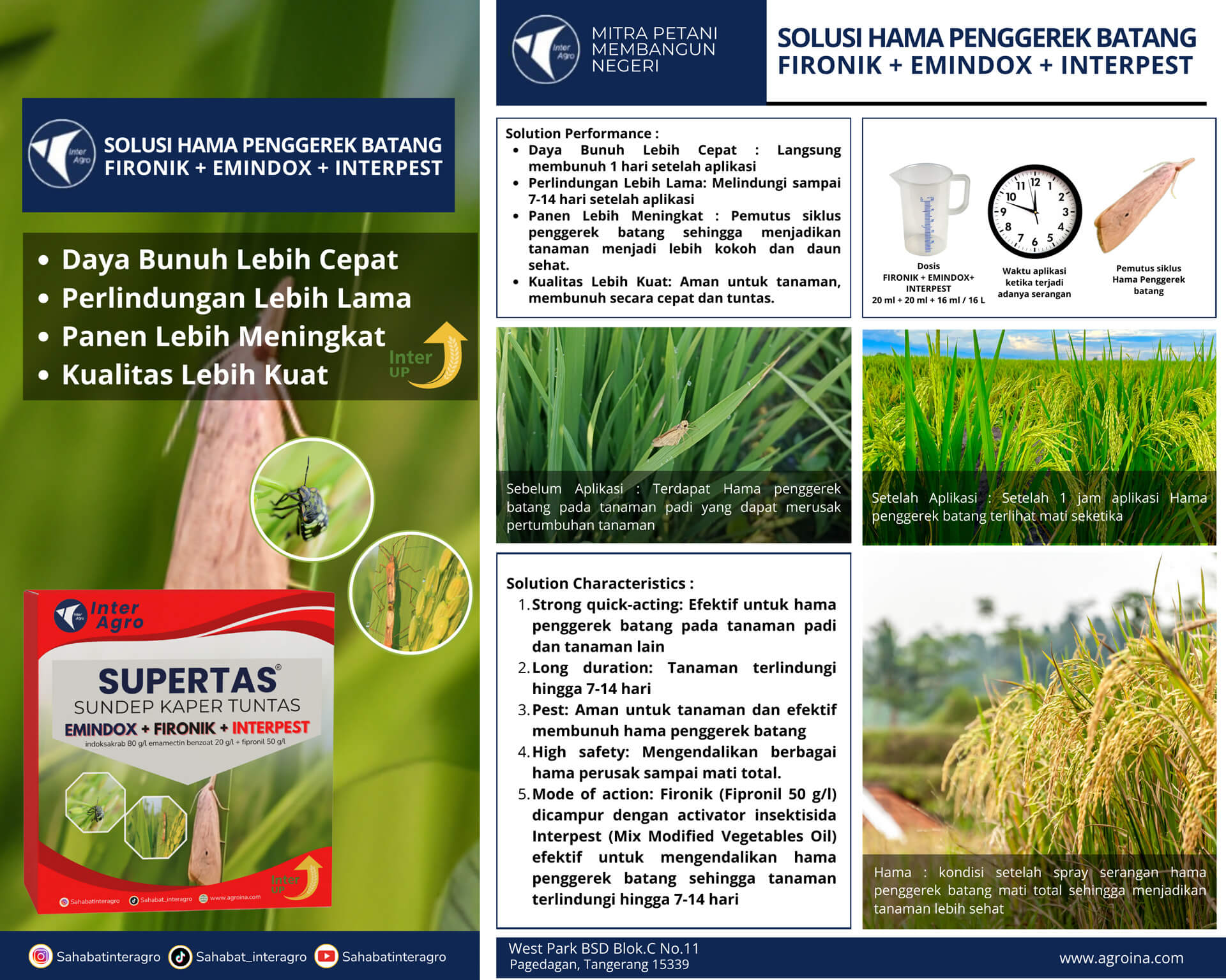 3.2 Padi Solusi Hama Penggerek Batang Fironik Emindox Interpest