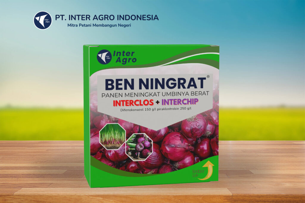 4.0 Ben Ningrat For Flowers Crysan