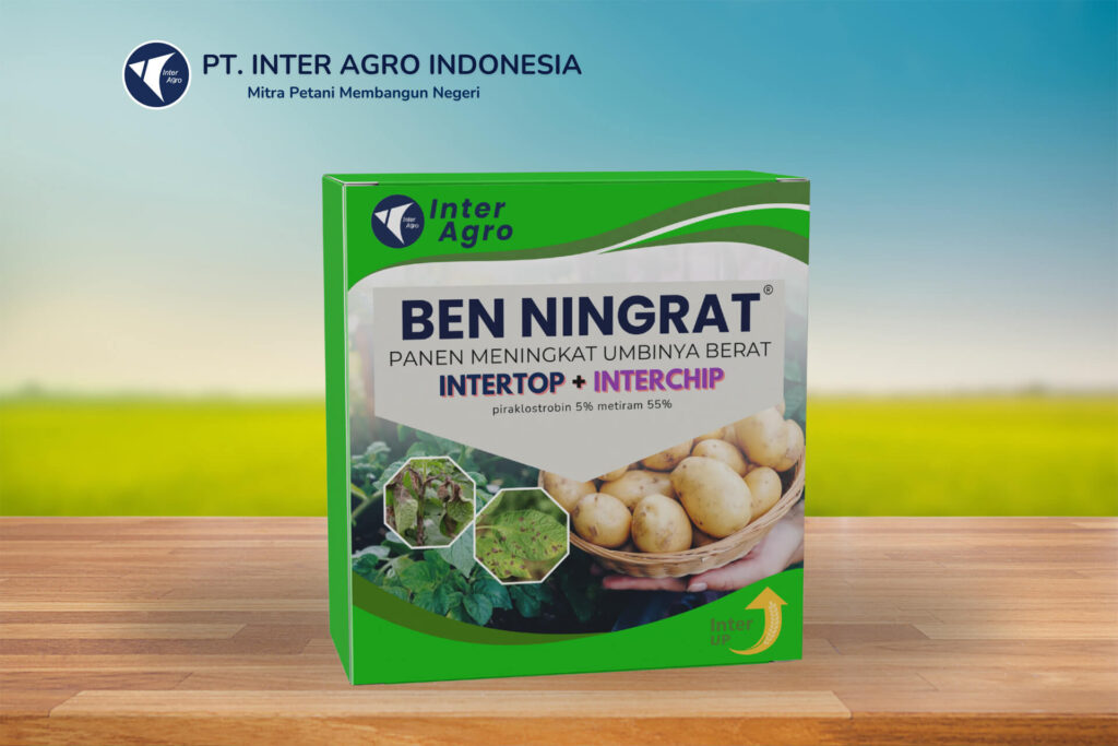4.0二级封面 Ben Ningrat