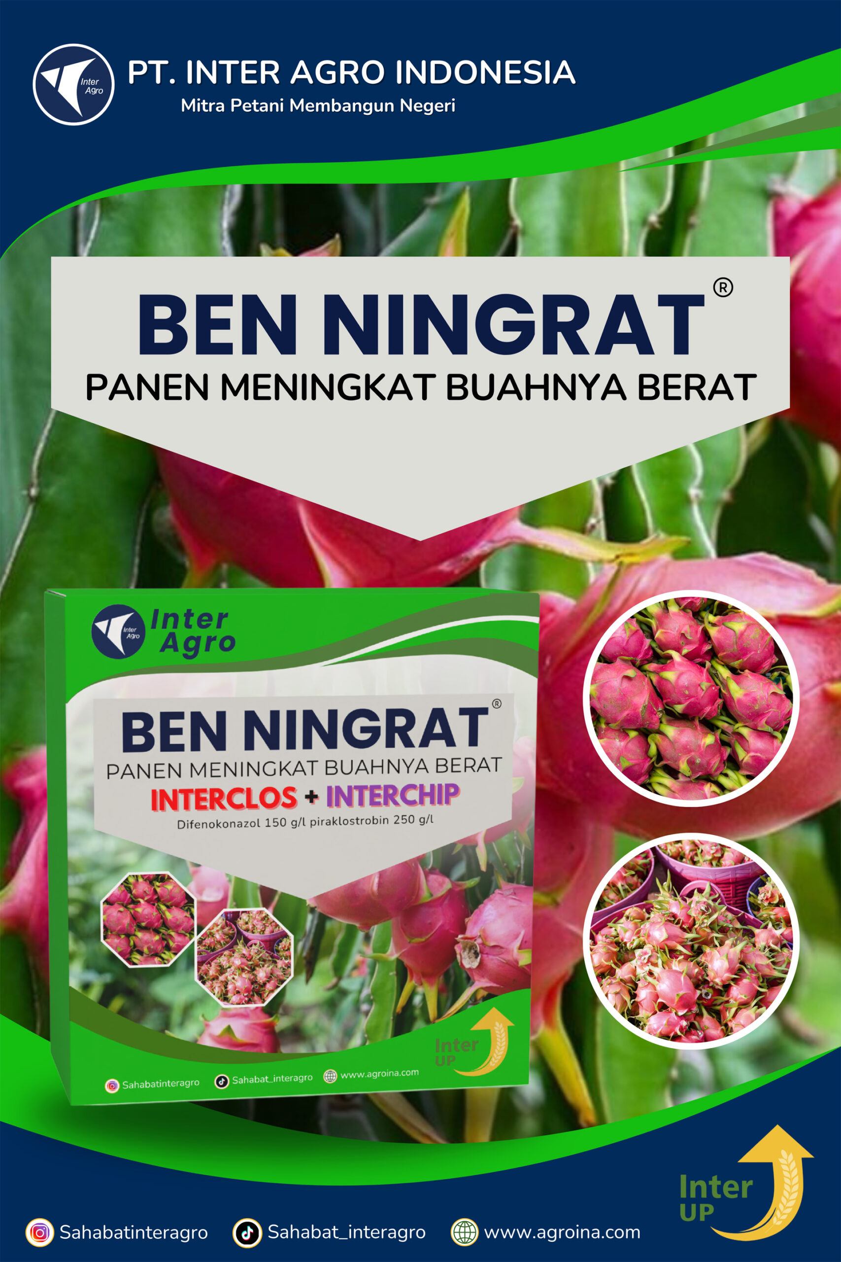 4.1 Paket Ben Ningrat Buah Naga 副本