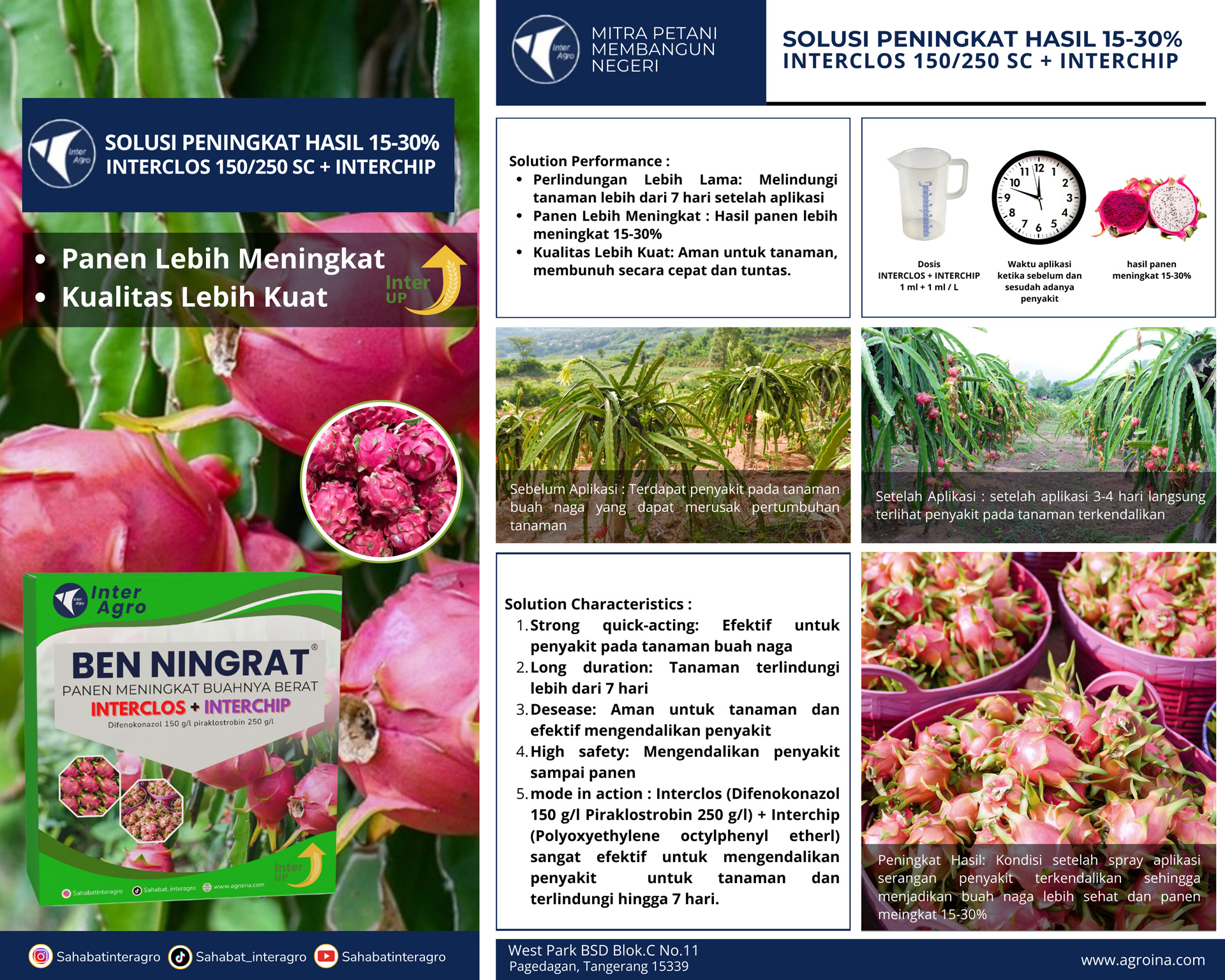 4.2 Buah Naga Peningkat Hasil Interclos+interchip