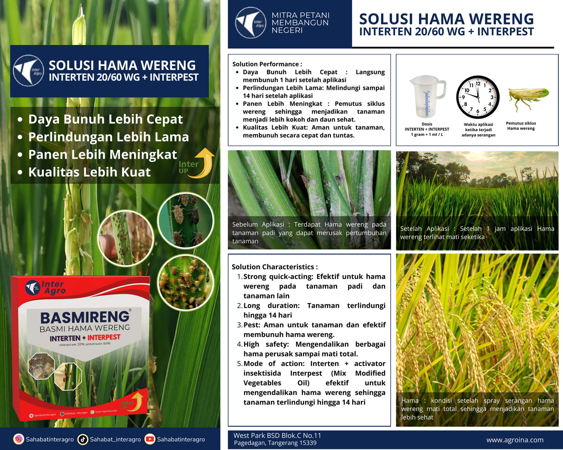 4.2 Padi Solusi Hama Wereng Interten+interpest