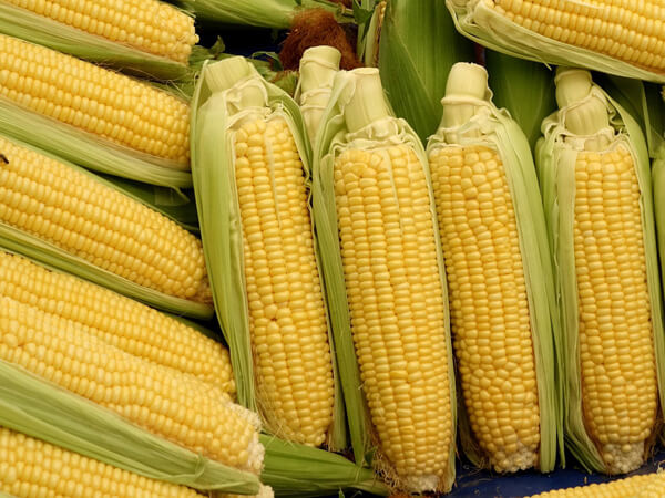 Corn 600x450