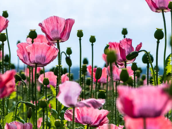Flowers 600x450