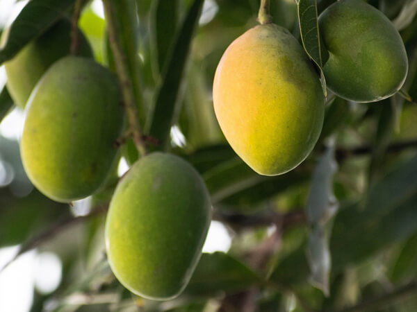 Mango 600x450