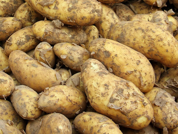Potatao 600x450