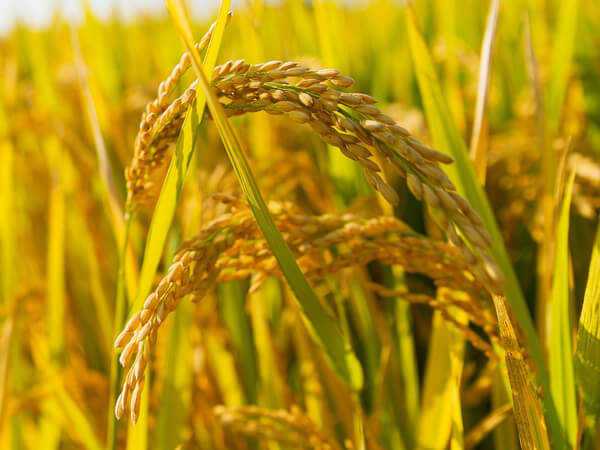 Rice 600x450