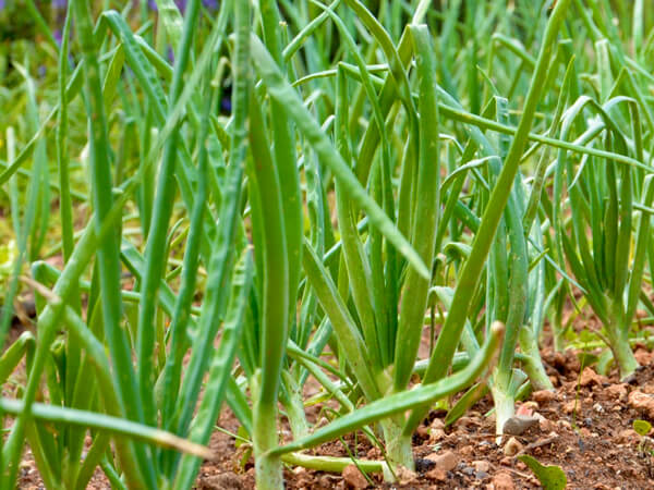 Shallot 600x450