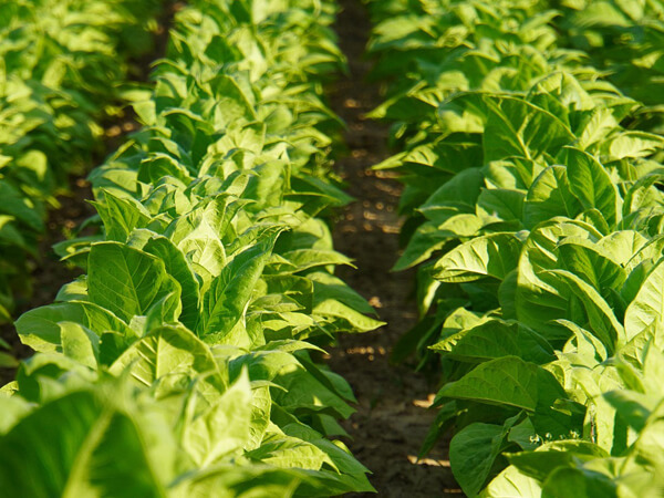 Tobacco 600x450