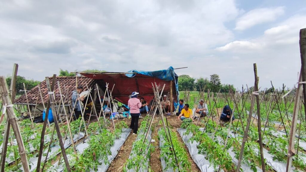Farmer Field Day Magetan Pt. Inter Agro Indonesia Tampilkan Efektivitas Produk Lewat Perbandingan Lapangan