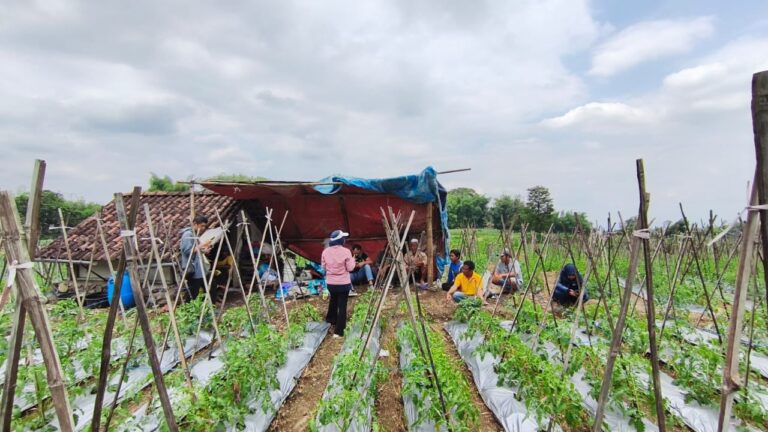 Farmer Field Day Magetan Pt. Inter Agro Indonesia Tampilkan Efektivitas Produk Lewat Perbandingan Lapangan
