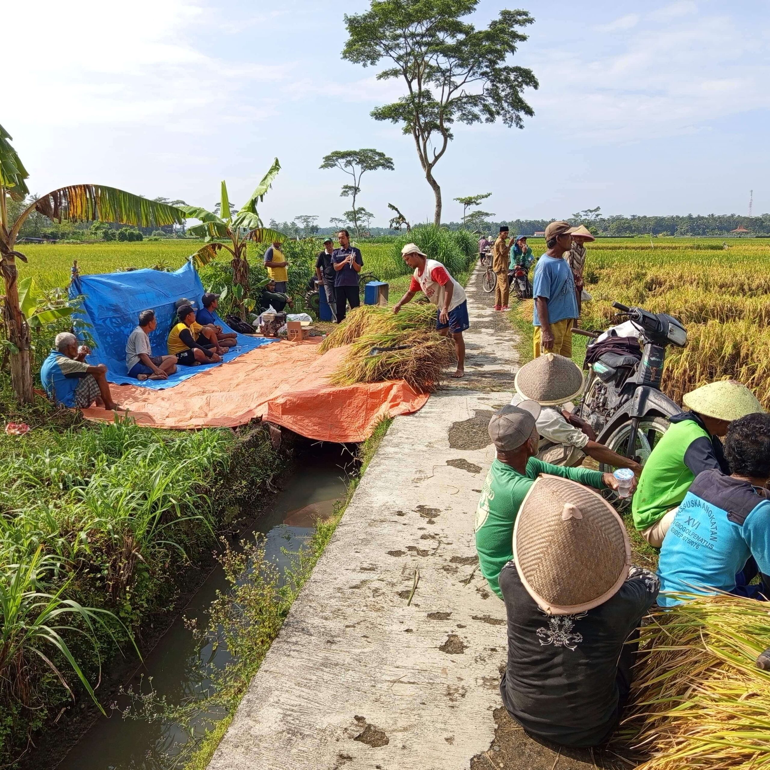20260120 Farmers Meeting Klirong Bahas Solusi Padi Patah Leher (1)