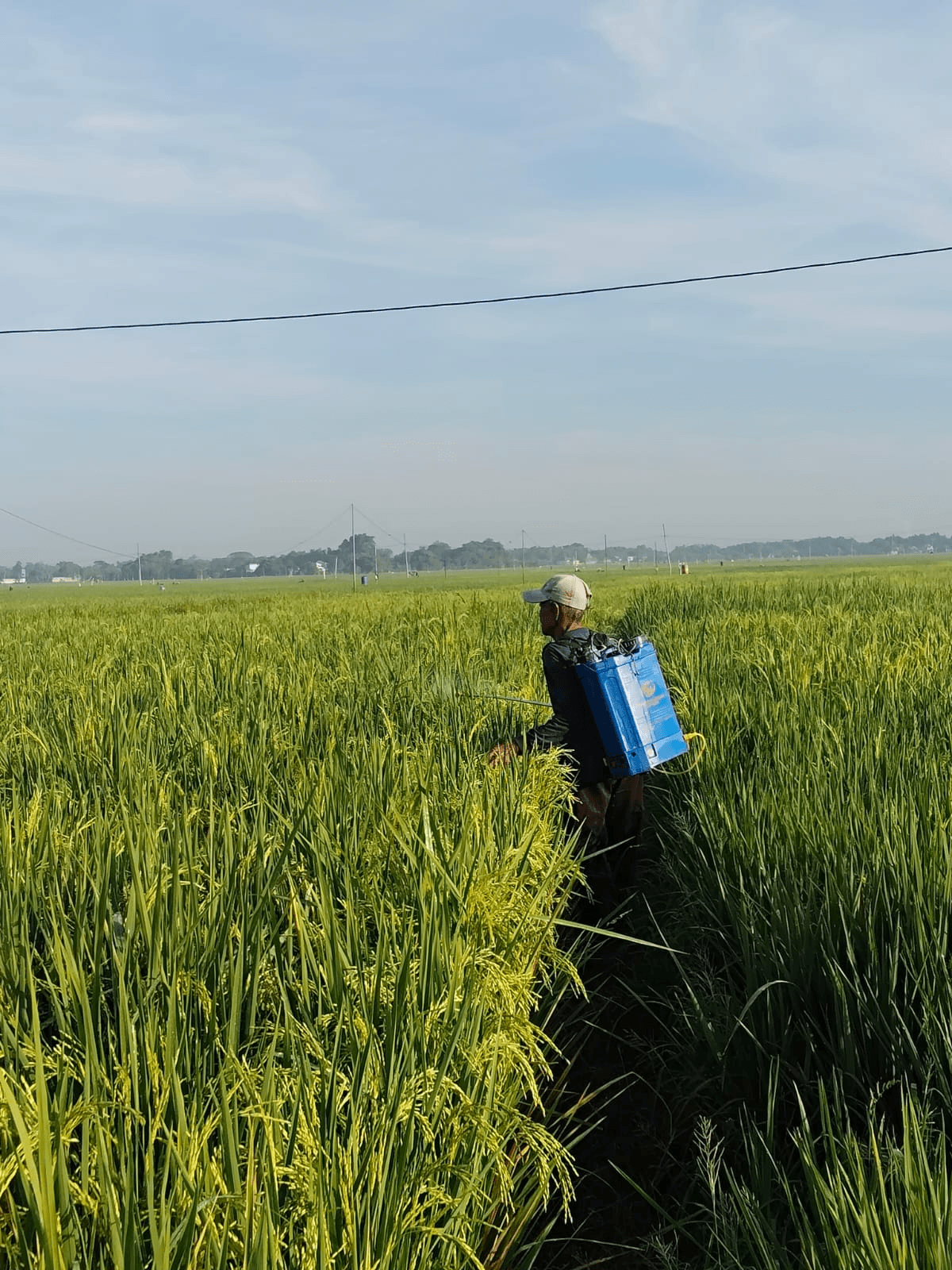 Antisipasi Serangan Wereng, Inter Agro Indonesia Gelar Aksi Spray Massal Dan Edukasi Petani Di (3)
