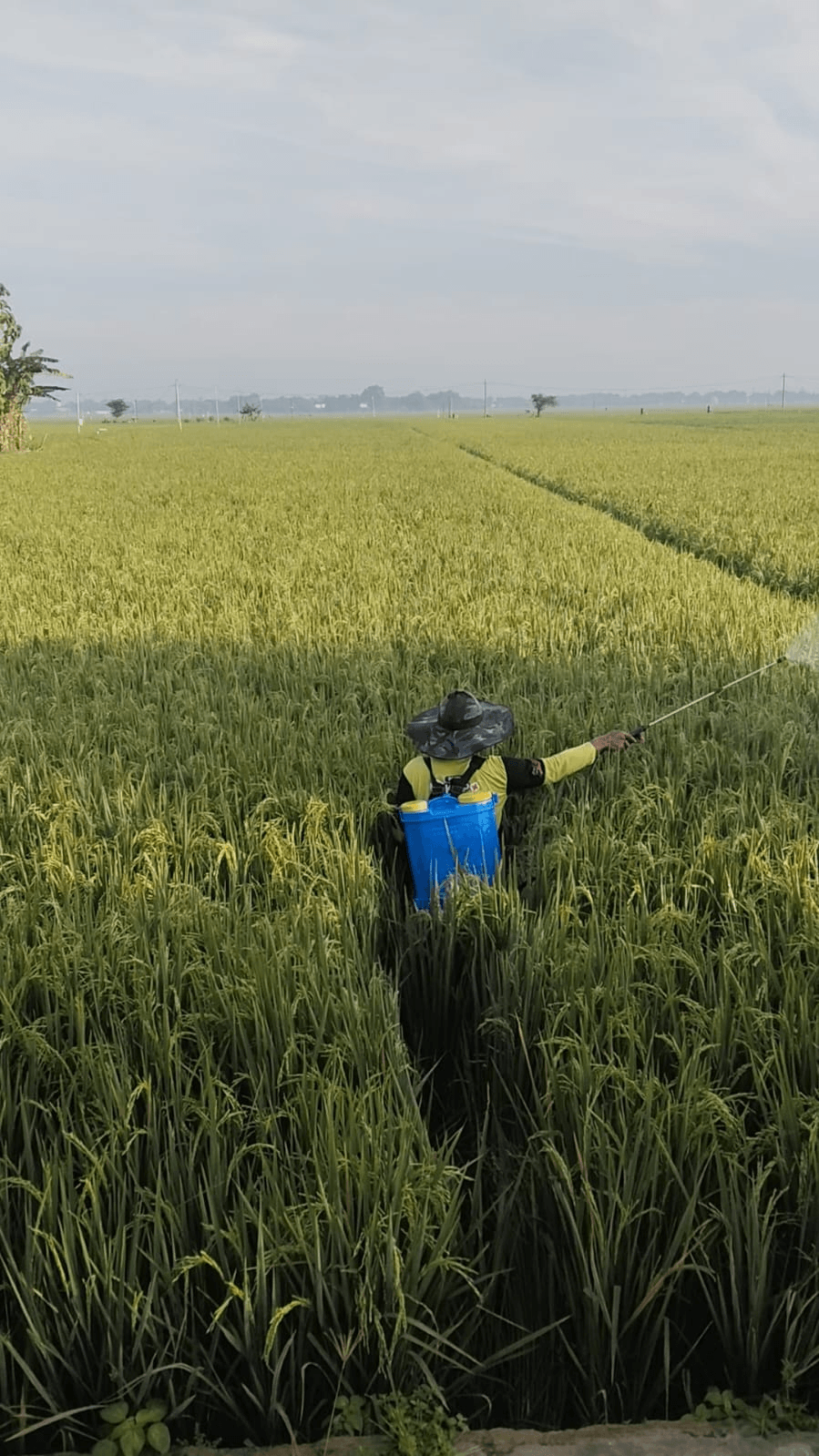 Antisipasi Serangan Wereng, Inter Agro Indonesia Gelar Aksi Spray Massal Dan Edukasi Petani Di (4)
