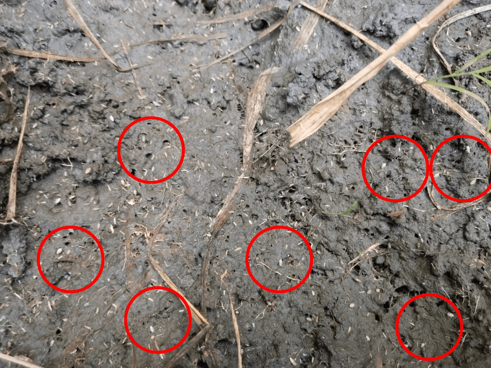 Antisipasi Serangan Wereng, Inter Agro Indonesia Gelar Aksi Spray Massal Dan Edukasi Petani Di (6)