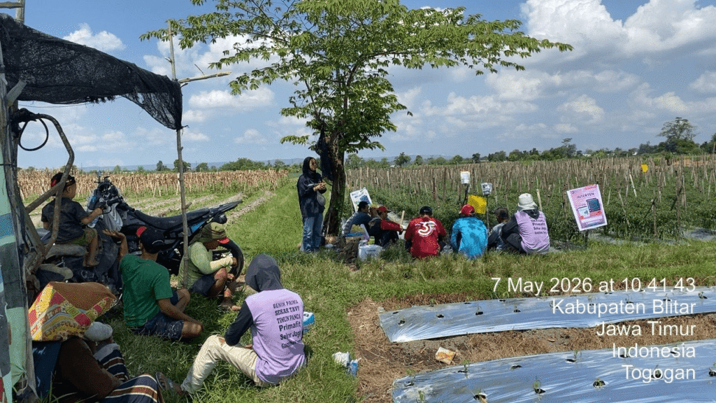 Buktikan Hasil Demoplot, Inter Agro Indonesia Sukses Gelar Ffd Bersama Petani Cabai Dan Jagung Di Blitar (1