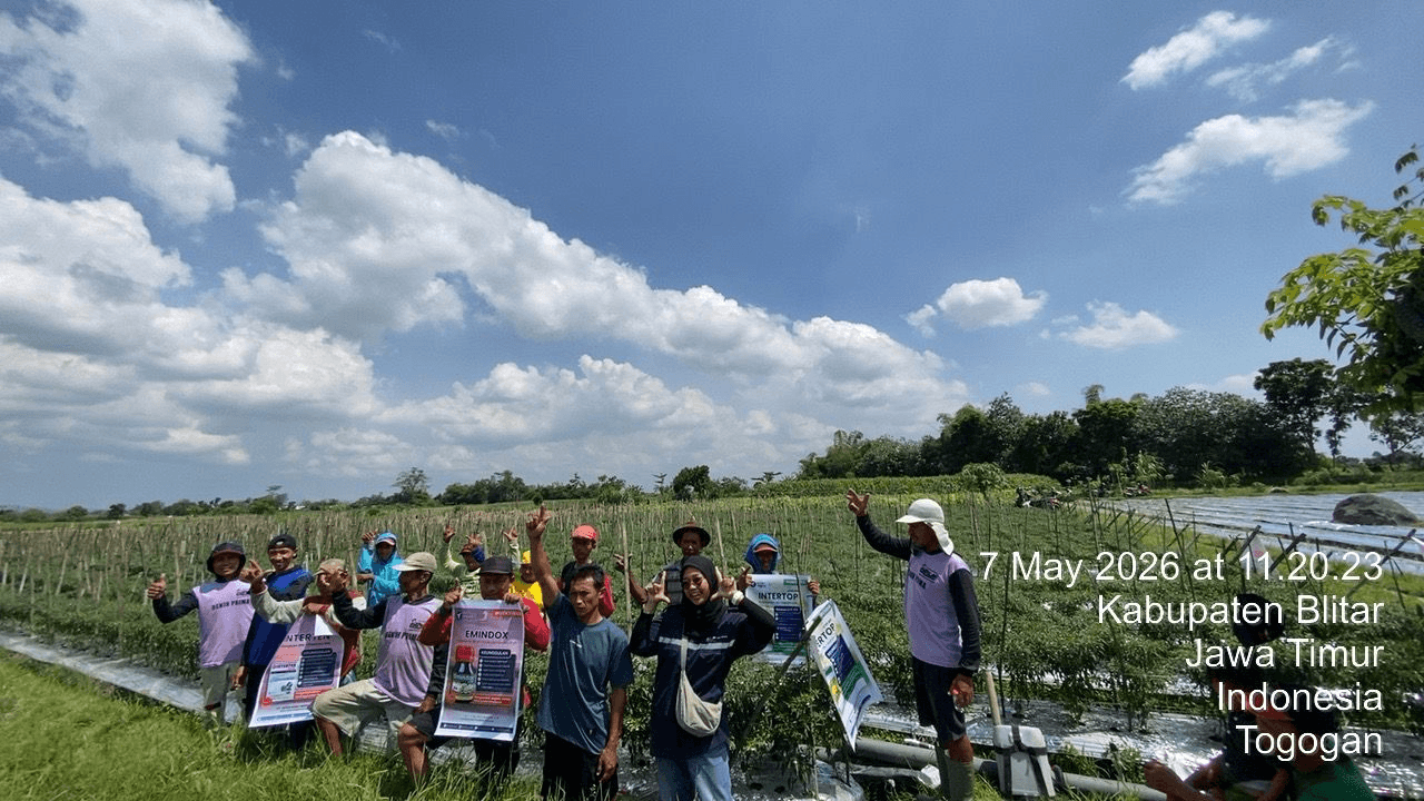 Buktikan Hasil Demoplot, Inter Agro Indonesia Sukses Gelar Ffd Bersama Petani Cabai Dan Jagung Di Blitar (1)