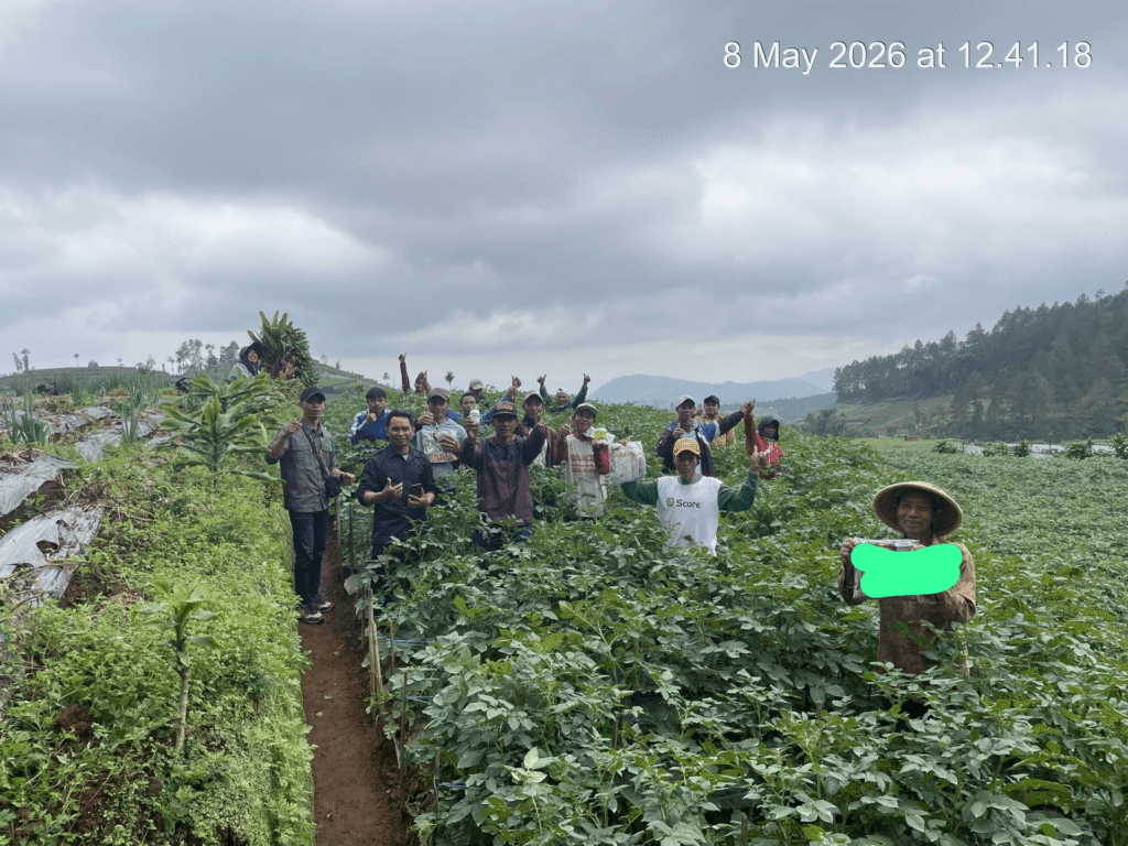 Optimalkan Kualitas Umbi Kentang Di Banjarnegara, Inter Agro Indonesia Sukses V