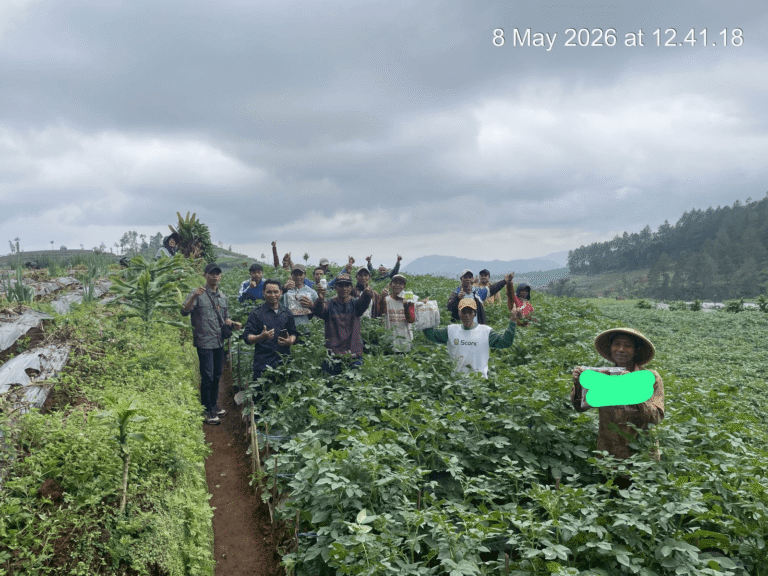 Optimalkan Kualitas Umbi Kentang Di Banjarnegara, Inter Agro Indonesia Sukses V