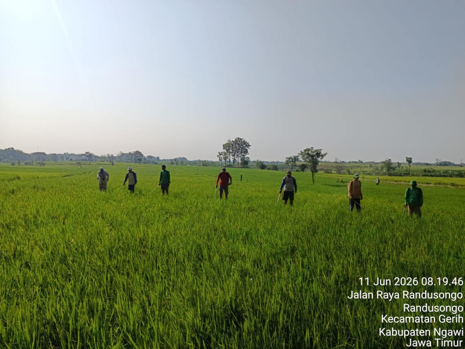Kendalikan Serangan Wereng, Pt Inter Agro Indonesia Gelar Aksi Spray Massal Bersama Petani Gerih Ngawi (2)