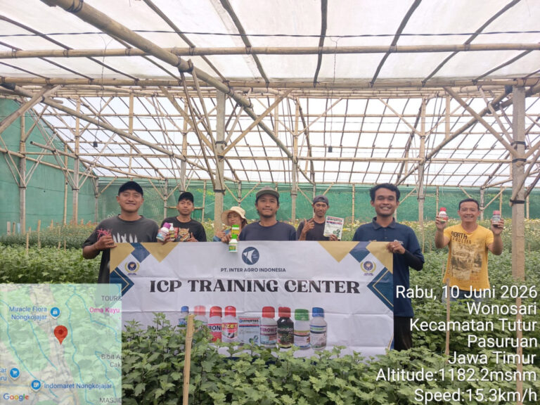 Tingkatkan Kualitas Bunga Krisan (1)